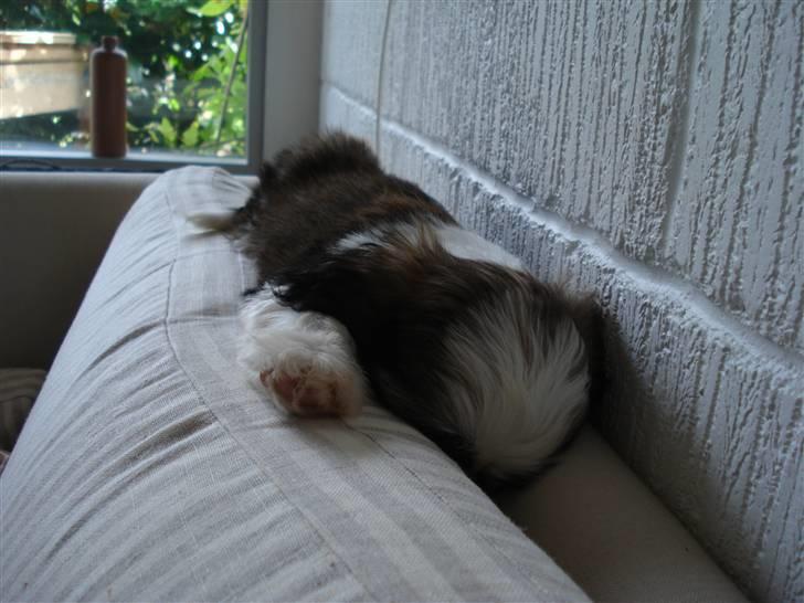 Shih tzu Timon - zzzzzzzzzzzzzzz billede 6