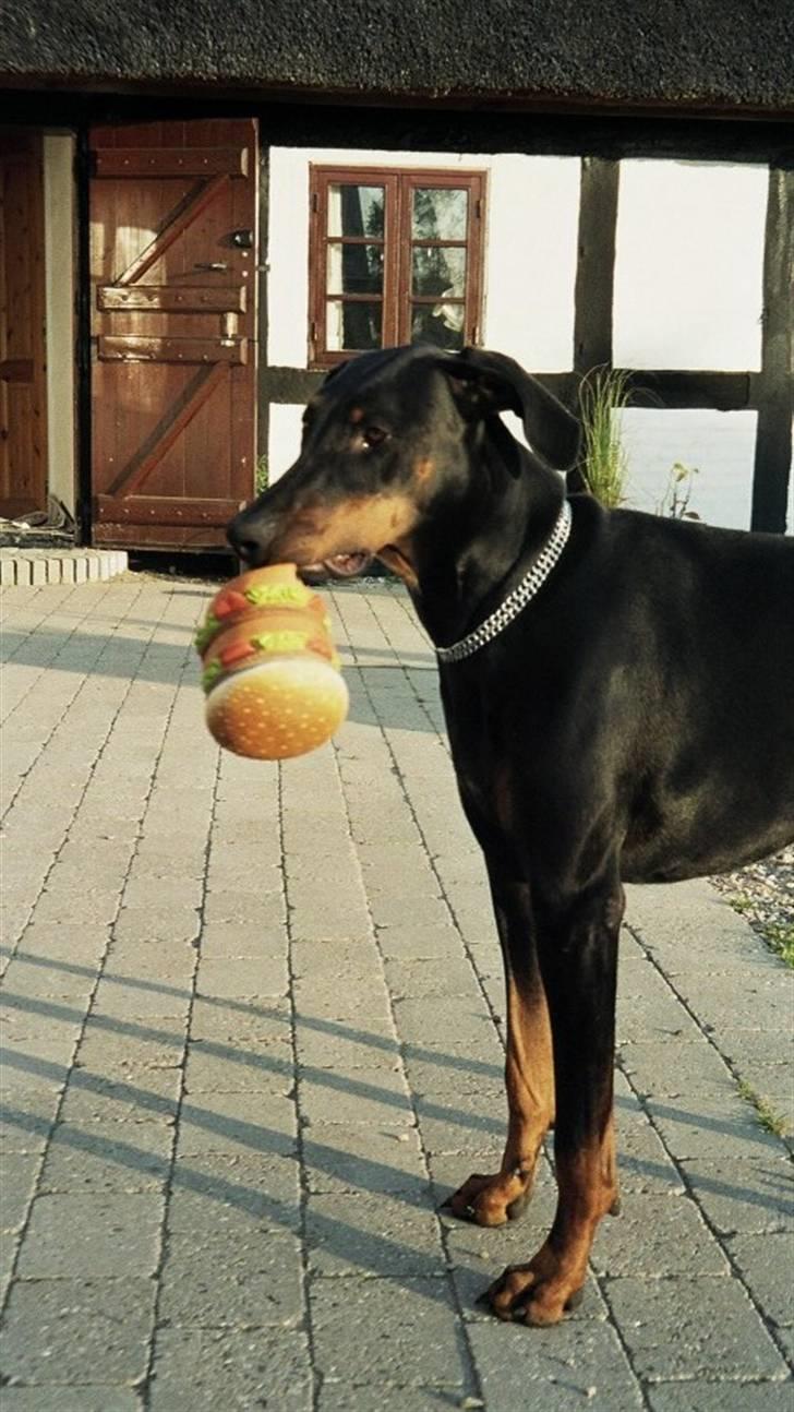 Dobermann Rocky billede 17