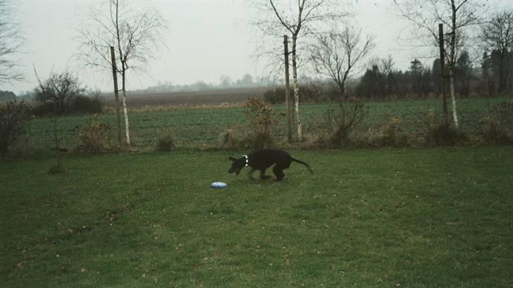 Dobermann Rocky - Tæt på - men ikke hurtig nok, øv..... billede 18