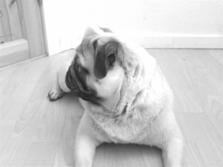 Mops Orla - Wolle Wip Wapper, hihi. Hans kælenavn. billede 1