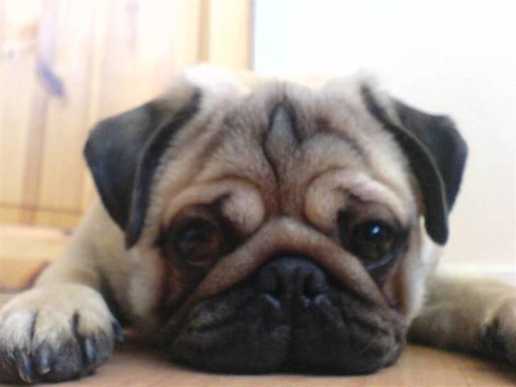 Mops Orla - Orla, billede 2