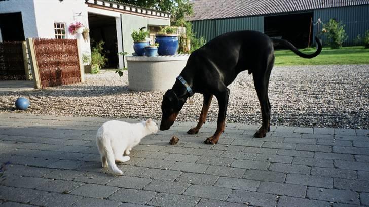 Dobermann Rocky - Rocky og Basse billede 20