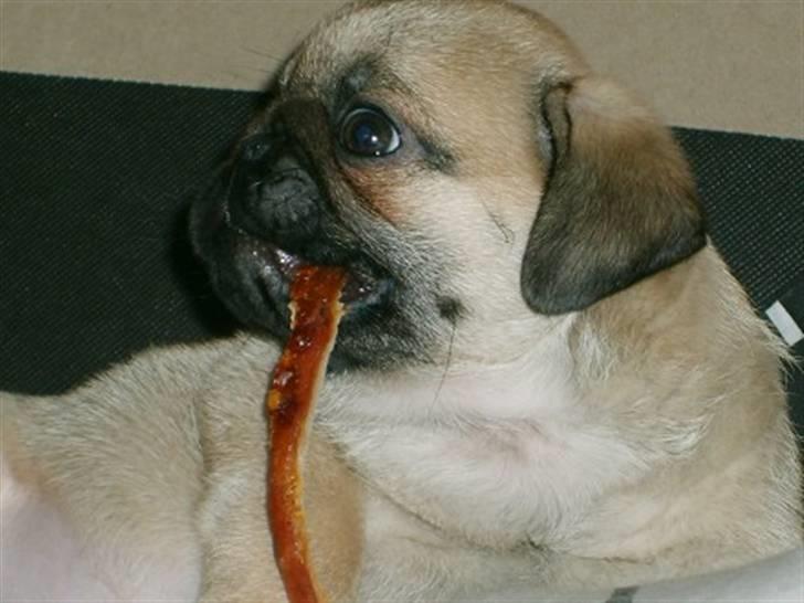 Mops Orla - 1 jule dag... Orla får rester billede 4