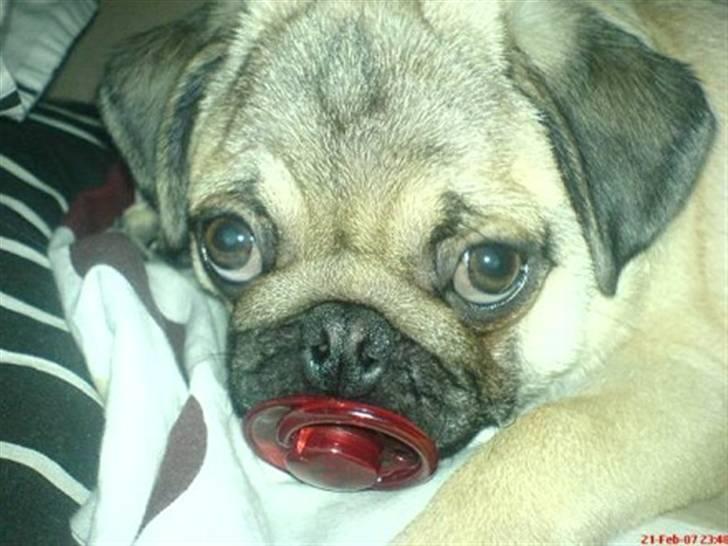 Mops Orla - Vågnede en nat, og hørte en smasken.. Orla havde fundet en sut. billede 5