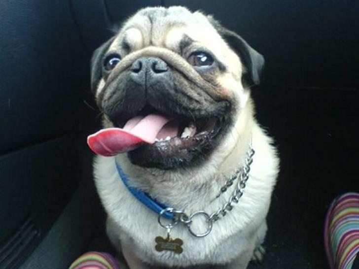 Mops Orla - Orla kører bil. billede 6