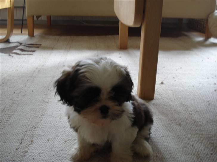 Shih tzu Timon billede 8