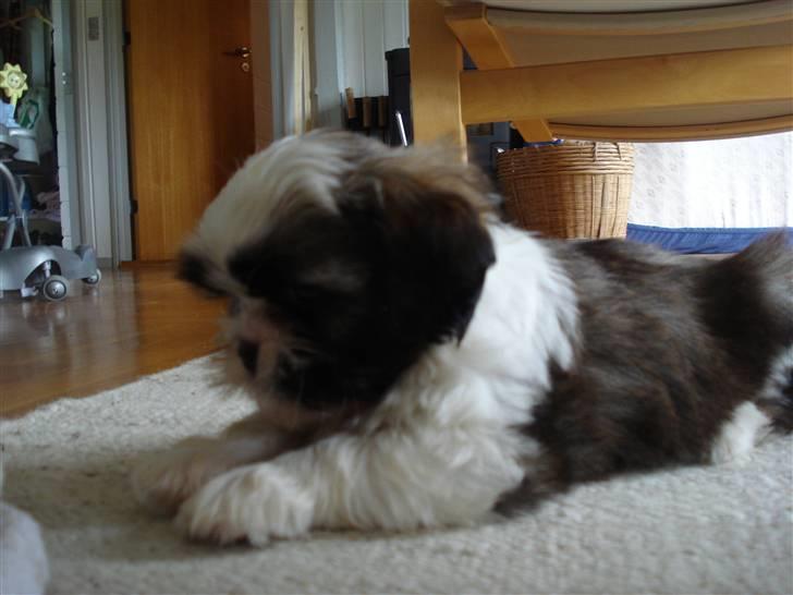 Shih tzu Timon billede 9