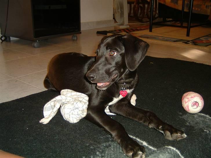 Blanding af racer Milla billede 2