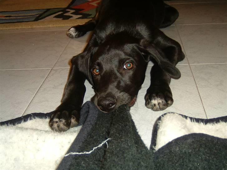 Blanding af racer Milla billede 3