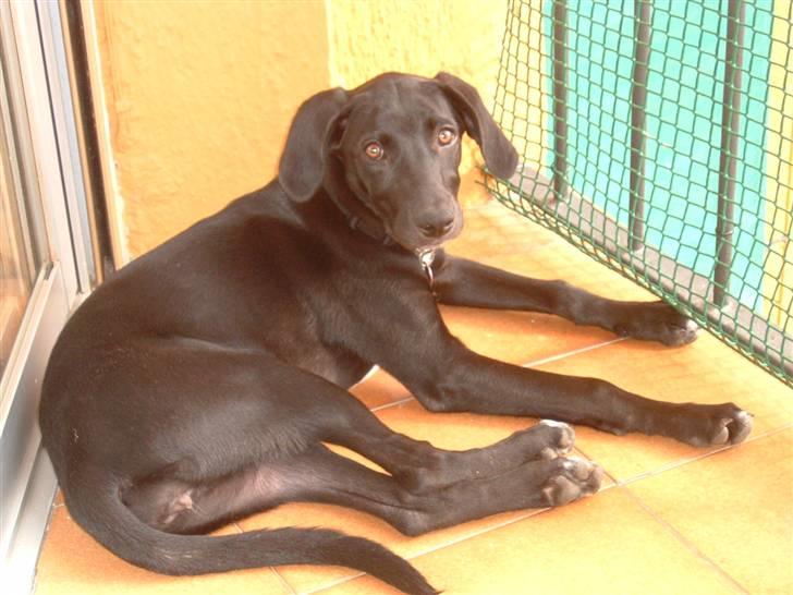 Blanding af racer Milla billede 7