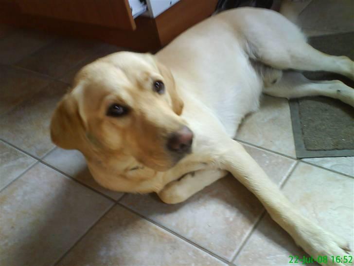 Labrador retriever King - nyt er jeg ikke bleven stor:) billede 1