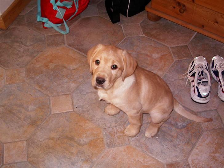 Labrador retriever King - lige kommet... tager du billede af mig... billede 2