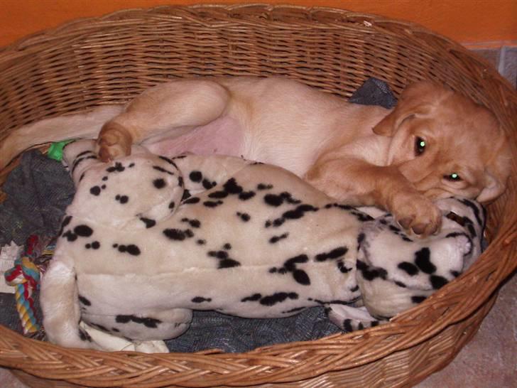 Labrador retriever King - her ligger han med sin bamse... det er bare så sødt billede 3