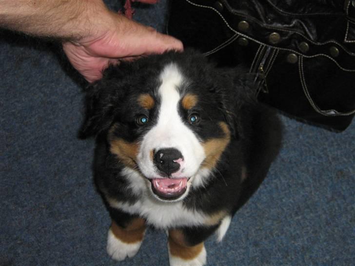 Berner sennenhund Anton billede 8