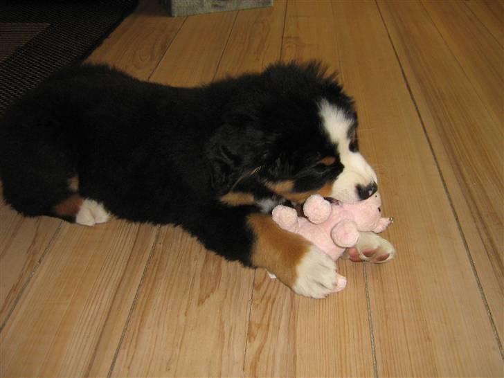 Berner sennenhund Anton - Min lille gris:-) billede 9