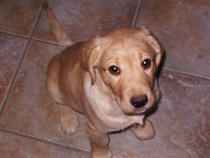 Labrador retriever King - tager du nu billede af mig igen... billede 4