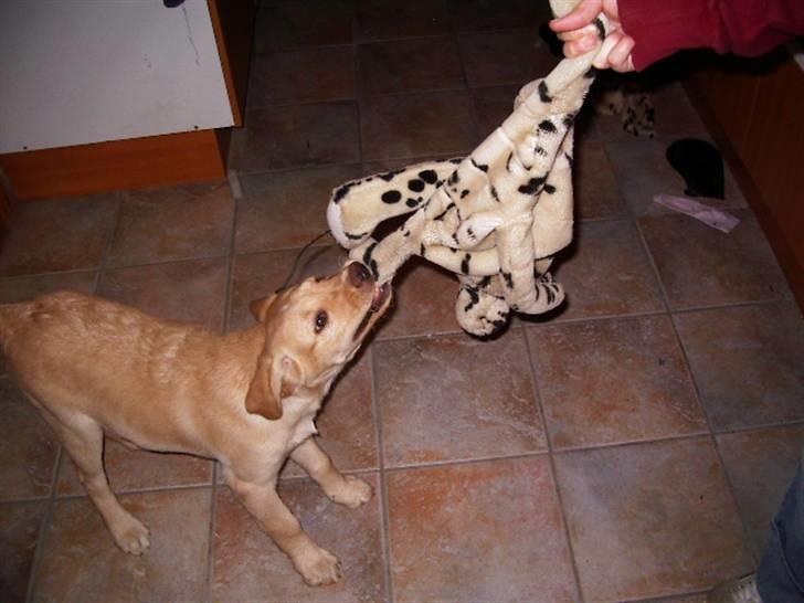 Labrador retriever King - her kan man se at han elsker og lege billede 5