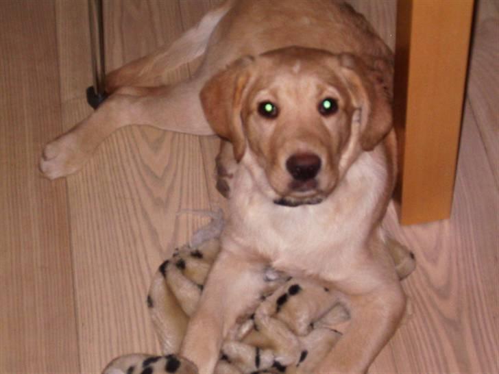 Labrador retriever King - se jeg ligger her med min bamse billede 6