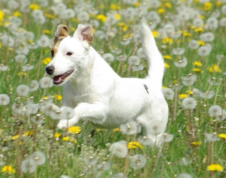 Jack russell terrier hel billede 1
