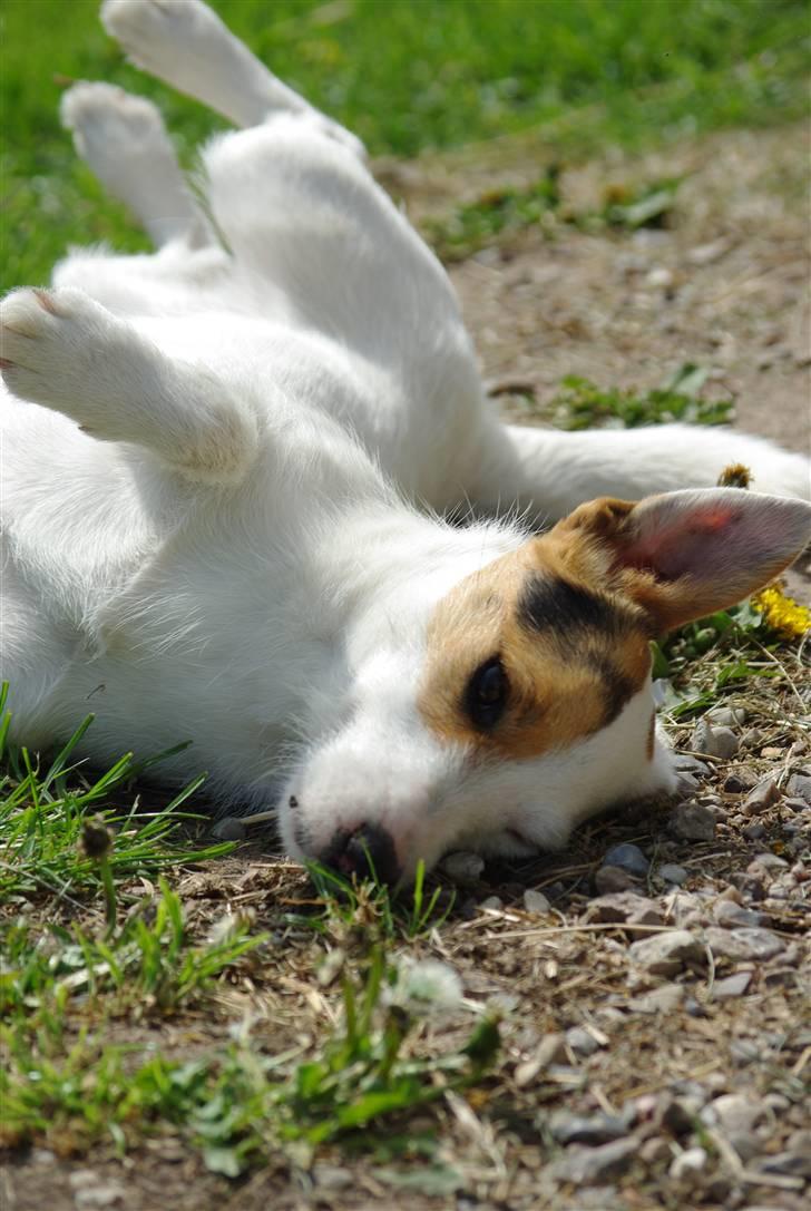 Jack russell terrier hel billede 2