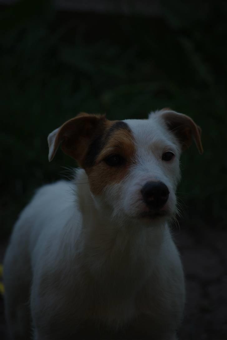 Jack russell terrier hel billede 3