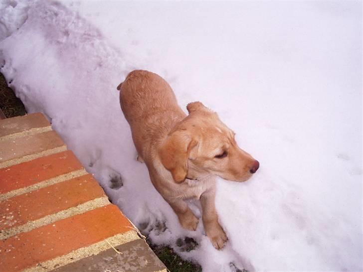 Labrador retriever King - mig i sneen billede 7