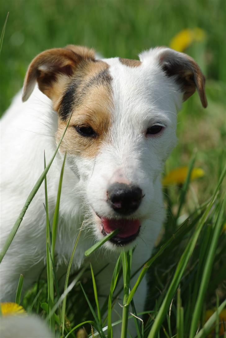 Jack russell terrier hel billede 4