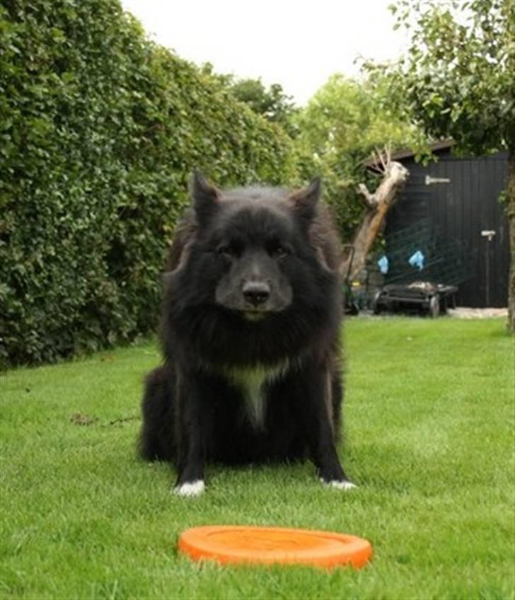 Islandsk fårehund Balder - Tja man ser vel sjov ud når man gøer ;-) billede 6