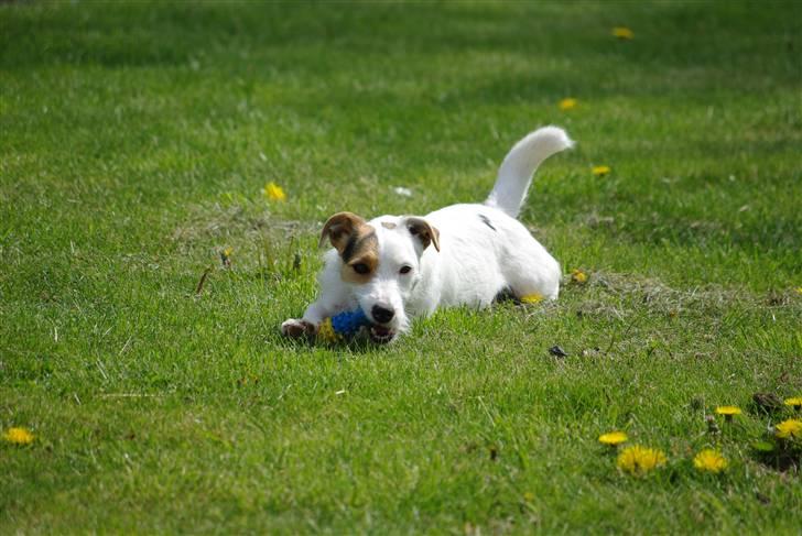 Jack russell terrier hel billede 5