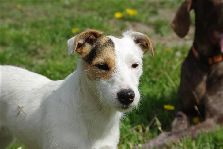 Jack russell terrier hel billede 6