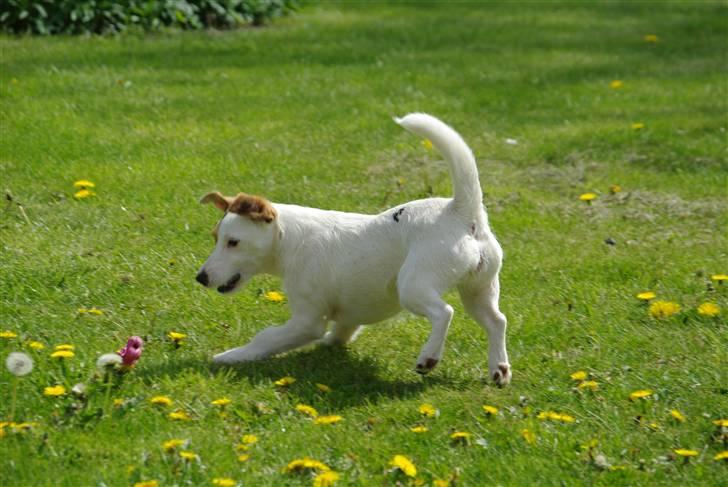 Jack russell terrier hel billede 7