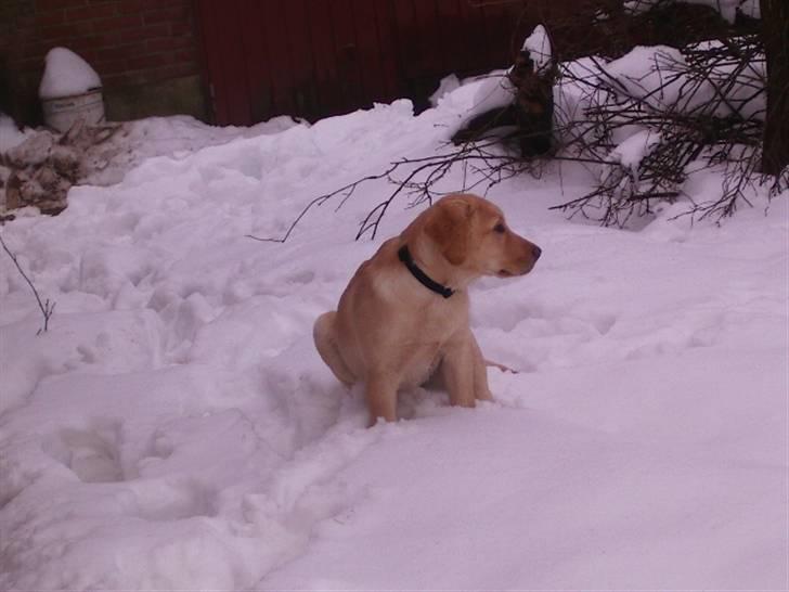 Labrador retriever King -  hvad er det der er der over billede 8