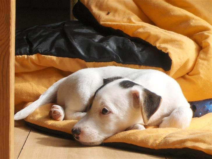 Jack russell terrier hel billede 8