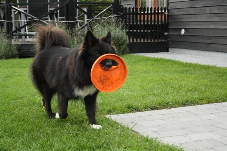 Islandsk fårehund Balder billede 7