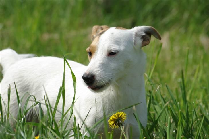 Jack russell terrier hel billede 9