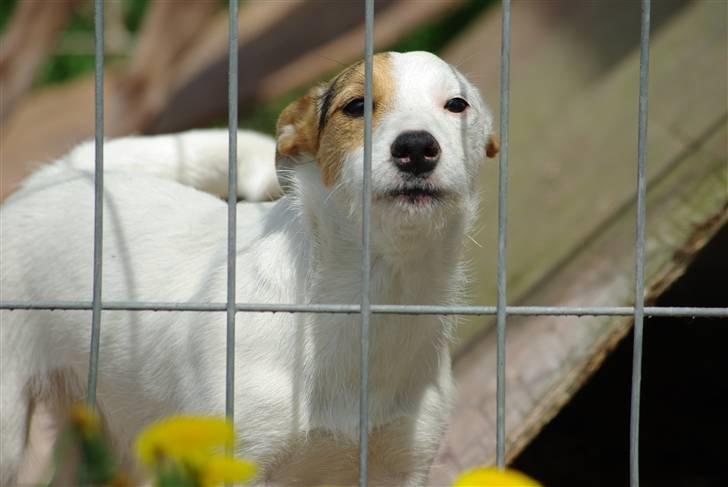 Jack russell terrier hel billede 10
