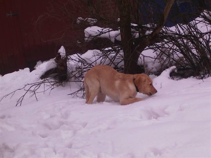 Labrador retriever King - sne er bare så dejligt billede 9