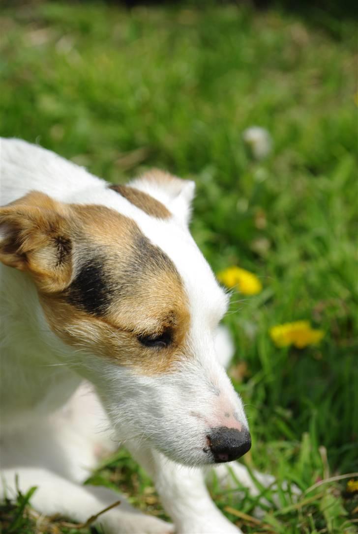 Jack russell terrier hel billede 11