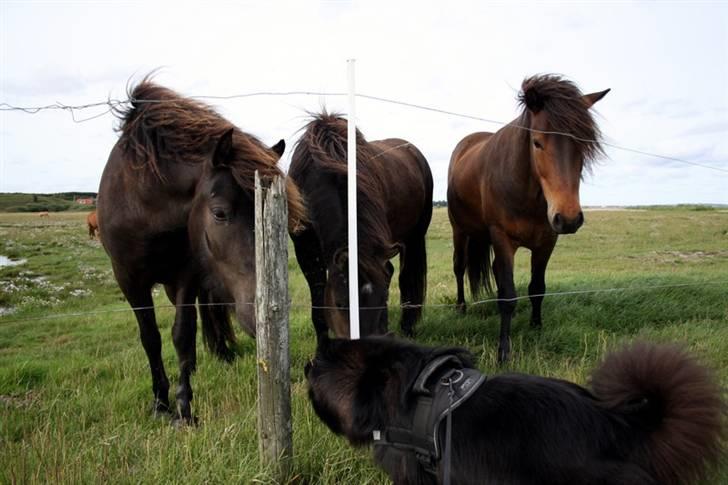 Islandsk fårehund Balder - Uhh hele tre på én gang, de er vist lidt farlige.. billede 8