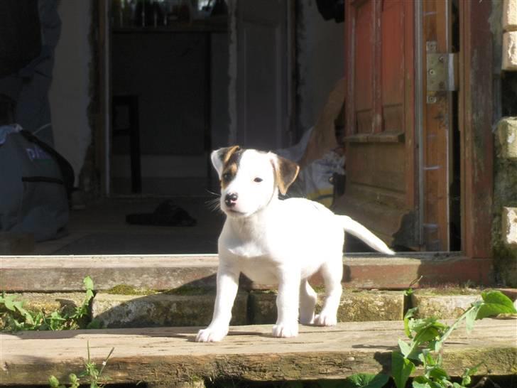 Jack russell terrier hel billede 12