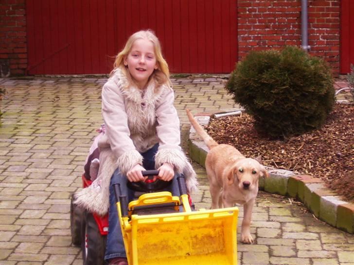 Labrador retriever King - king følger med  billede 10