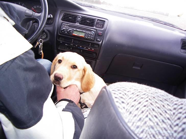 Labrador retriever King - på vej hjem  billede 11