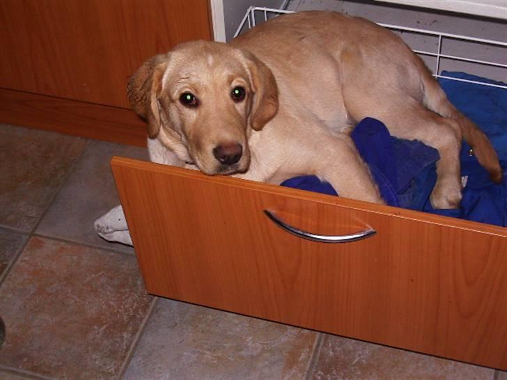 Labrador retriever King - lidt af en bandidt billede 12