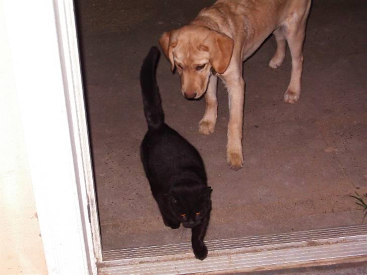 Labrador retriever King - neej en kat billede 13