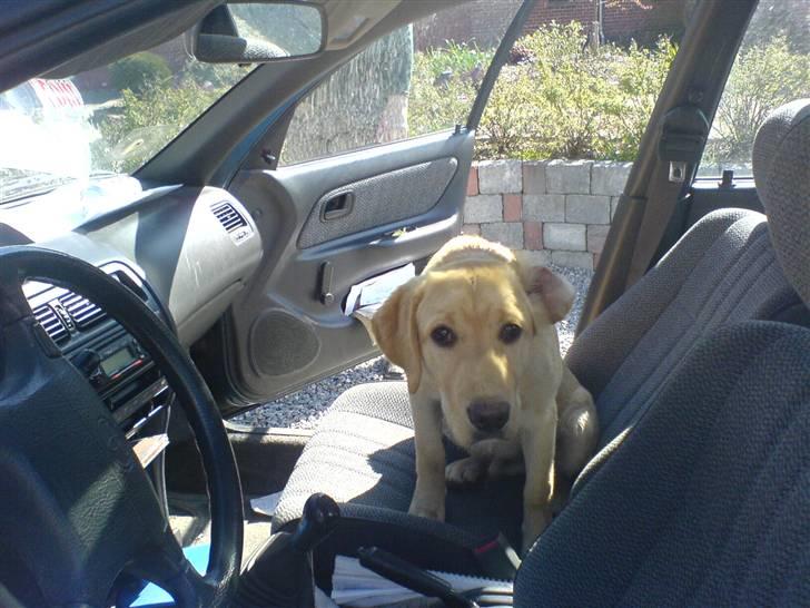 Labrador retriever King - han hoppede selv ind billede 14