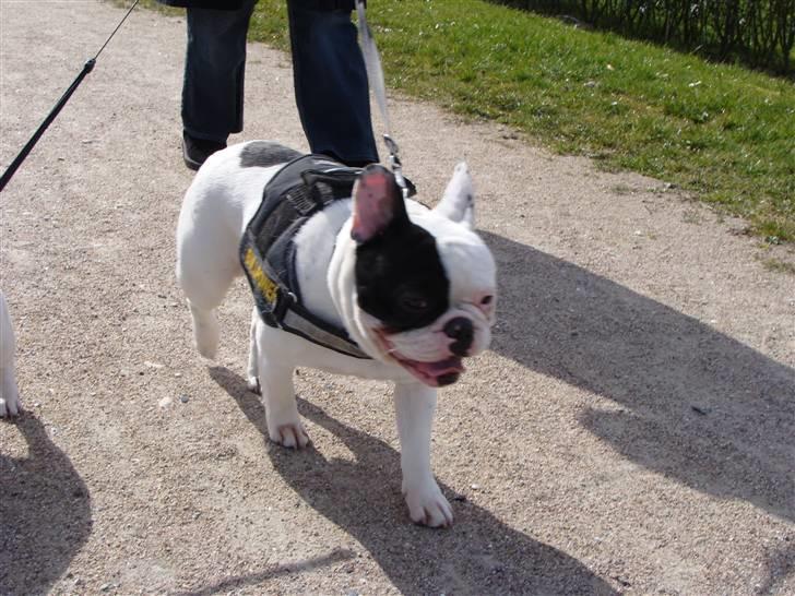 Fransk bulldog Tyson - Ude at gå i parken billede 2