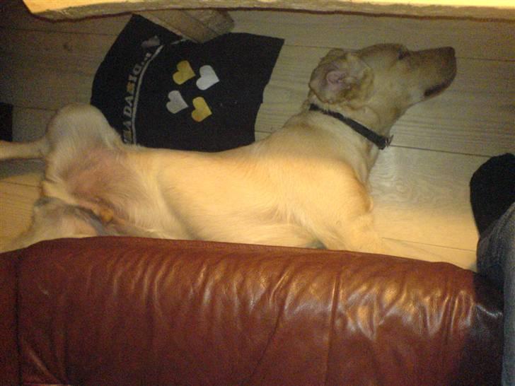 Labrador retriever King - sov tryne billede 15