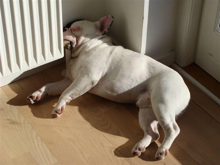 Fransk bulldog Tyson - Puha jeg er træt............................... billede 3