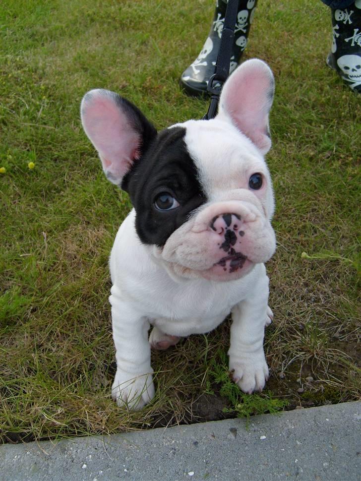 Fransk bulldog Tyson billede 4