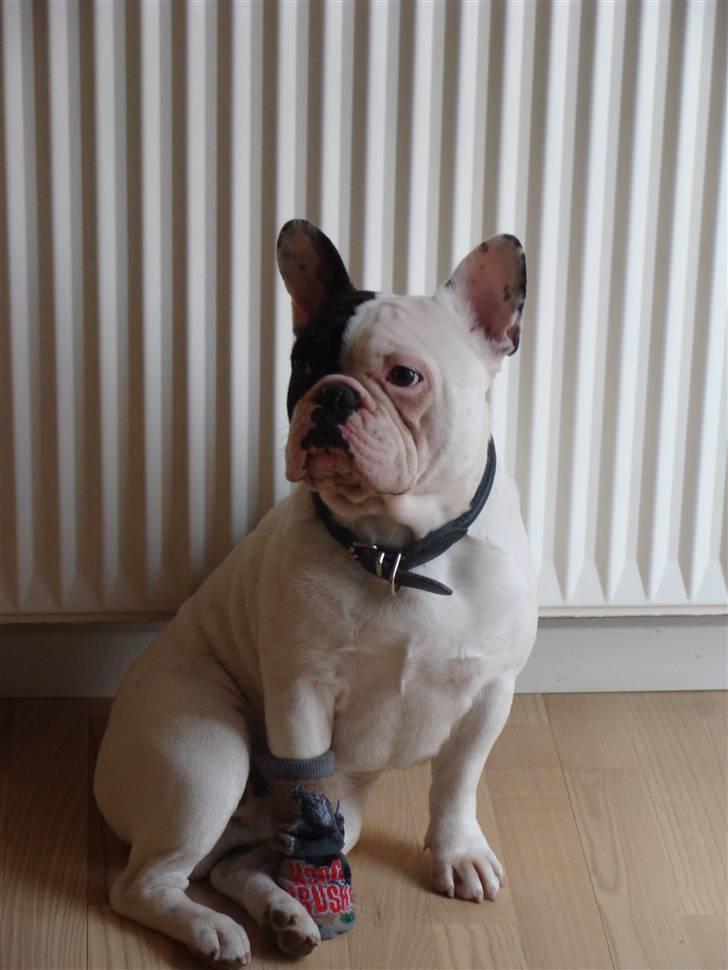 Fransk bulldog Tyson - Tyson 1 år billede 5